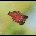 方格雲斑蛛Pan-web Spider - Cyrtophora exanthematica