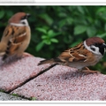 麻雀Tree Sparrow~Taipei Botanical Garden
