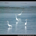 挖子尾自然保留區Wazihwei Conservation Area~~大白鷺Great White Egret