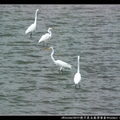挖子尾自然保留區Wazihwei Conservation Area~~大白鷺Great White Egret