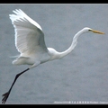 挖子尾自然保留區Wazihwei Conservation Area~大白鷺Great White Egret
