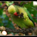 雌月輪鸚鵡Rose-ringed Parakeet