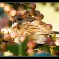 麻雀Tree Sparrow
