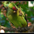 雌月輪鸚鵡Rose-ringed Parakeet