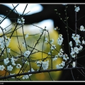 一剪梅 plum flower