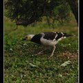 黑領椋鳥Black-collard Starling