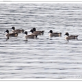 California Highway 1 ~ Northern Pintails