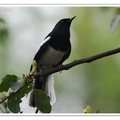 鵲鴝 Oriental Magpie Robin