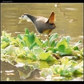 Taipei Botanical Park~白腹秧雞White-breasted Water Hen