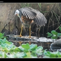 Taipei Botanical Park~白腹秧雞White-breasted Water Hen