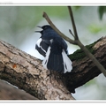 鵲鴝 Oriental Magpie Robin