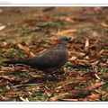珠頸斑鳩Spotted-necked Dove