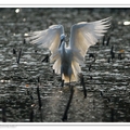 小白鷺~ Little Egret