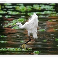 小白鷺 Little Egret