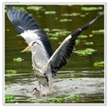 蒼鷺 great heron