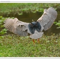 夜鷺的飛行 Black-crowned Night Heron