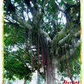 Taipei_city_tree5