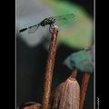 植物園~杜松蜻蜓