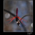 植物園~紫紅蜻蜓