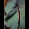 植物園~紫紅蜻蜓