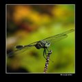  植物園~~杜松蜻蜓