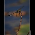  植物園~杜松蜻蜓