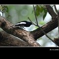 Taipei botanical garden 鵲鴝Magpie-robin