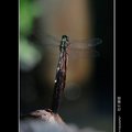 植物園~杜松蜻蜓