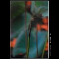 春秋行草-紫紅蜻蜓