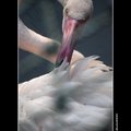 flamingo  紅鶴
