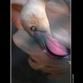 flamingo  紅鶴