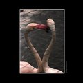 flamingo 紅鶴