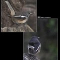 鵲鴝Magpie-robin