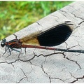 ↑短腹幽蟌(雄)  豆娘一種 短又名台灣蜻蛉，為台灣特有種