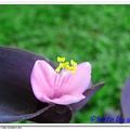 紫錦草 - 1