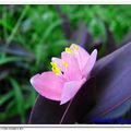 紫錦草 - 3