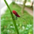 紅姬緣椿象若蟲 - 1