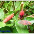 紅姬緣椿象與終齡若蟲 - 4