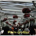 20110409-2010台北國際花卉博覽會 - 20