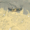 黃柄壁泥蜂