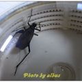 日本鐘蟋 (擴胸蟋科 / 擴胸蟋亞科 / 鐘蟋屬)  本種又稱鈴蟲、金鐘兒