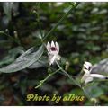 穿心蓮 爵床科(Acathaceae)穿心蓮屬(Andrographis )