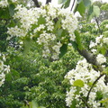 2009年，雲林縣古坑鄉油桐花盛開，盡情欣賞五月雪的美景吧！