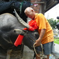 斗六市老農夫梁平，將飼養20多年的台灣水牛母牛「牛牛」送到台南縣「老牛的家」安養天年，人牛離別當天的情景，令人不捨、感傷！