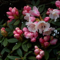 在合歡山主峰頂上，標高柱旁邊的高山杜鵑，合歡山有很多不同高山杜鵑的品種，花序也不同，這是在三到四月開的花。