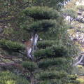 貓咪爬樹 --  它好像還想在往上爬呢..
