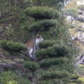 貓咪爬樹 -- 真的好強呢!!