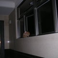 玄關窗台上的貓咪, 原來是樓下鄰居養的貓呢.