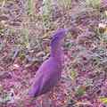 請問各位鳥類專家們, 這是什麼鳥呢? 很漂亮的紫色鳥