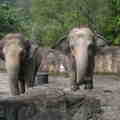 木柵動物園裡的象群們正面照-- 很有氣勢哦!